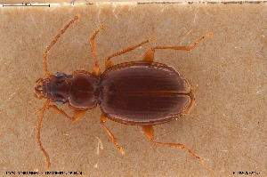  (Trechus pallidulus - BGE_00258_A01)  @11 [ ] Creative Commons  Attribution Non-Commercial Share-Alike (2024) NTNU University Museum, Department of Natural History NTNU University Museum, Department of Natural History