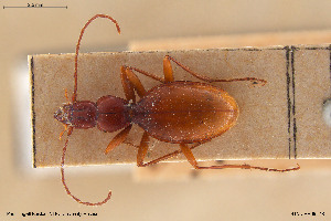  (Typhlotrechus - BGE_00258_B08)  @11 [ ] Creative Commons  Attribution Non-Commercial Share-Alike (2024) NTNU University Museum, Department of Natural History NTNU University Museum, Department of Natural History