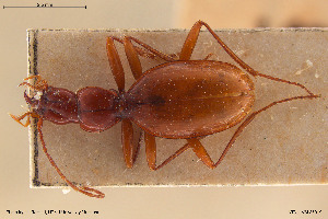  ( - BGE_00258_B09)  @11 [ ] Creative Commons  Attribution Non-Commercial Share-Alike (2024) NTNU University Museum, Department of Natural History NTNU University Museum, Department of Natural History