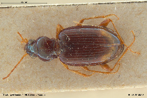  ( - BGE_00258_H04)  @11 [ ] Creative Commons  Attribution Non-Commercial Share-Alike (2024) NTNU University Museum, Department of Natural History NTNU University Museum, Department of Natural History