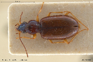  (Bembidion brunnicorne - BGE_00258_G12)  @11 [ ] Creative Commons  Attribution Non-Commercial Share-Alike (2024) NTNU University Museum, Department of Natural History NTNU University Museum, Department of Natural History