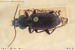  (Poecilus crenatus - BGE_00258_G07)  @11 [ ] Creative Commons  Attribution Non-Commercial Share-Alike (2024) NTNU University Museum, Department of Natural History NTNU University Museum, Department of Natural History