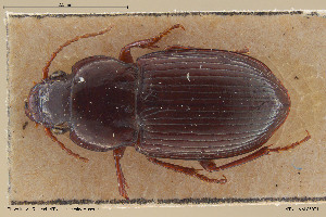  ( - BGE_00258_F09)  @11 [ ] Creative Commons  Attribution Non-Commercial Share-Alike (2024) NTNU University Museum, Department of Natural History NTNU University Museum, Department of Natural History