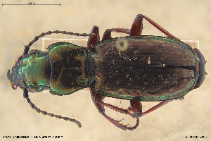  (Pterostichus pilosus wellensii - BGE_00258_F01)  @11 [ ] Creative Commons  Attribution Non-Commercial Share-Alike (2024) NTNU University Museum, Department of Natural History NTNU University Museum, Department of Natural History