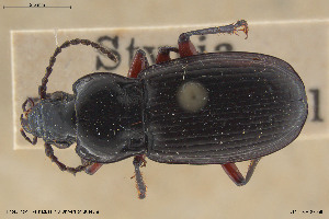  (Pterostichus erythromerus - BGE_00258_E12)  @11 [ ] Creative Commons  Attribution Non-Commercial Share-Alike (2024) NTNU University Museum, Department of Natural History NTNU University Museum, Department of Natural History