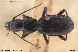  (Pterostichus planipennis - BGE_00258_F04)  @11 [ ] Creative Commons  Attribution Non-Commercial Share-Alike (2024) NTNU University Museum, Department of Natural History NTNU University Museum, Department of Natural History