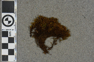  (Racomitrium afoninae - BGE_00811_B04)  @11 [ ] Creative Commons  Attribution Non-Commercial Share-Alike (2024) NTNU University Museum, Department of Natural History NTNU University Museum, Department of Natural History