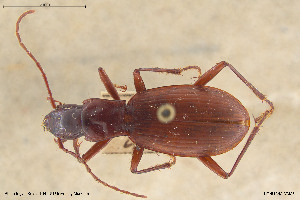  (Antisphodrus schreibersii - BGE_00258_E01)  @11 [ ] Creative Commons  Attribution Non-Commercial Share-Alike (2024) NTNU University Museum, Department of Natural History NTNU University Museum, Department of Natural History