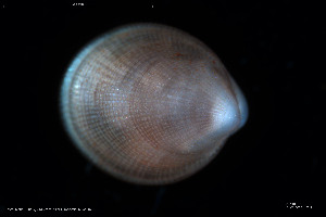  ( - BGE_00231_C11)  @11 [ ] Creative Commons  Attribution Non-Commercial Share-Alike (2024) NTNU University Museum, Department of Natural History NTNU University Museum, Department of Natural History