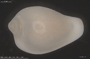  (Erato voluta - BGE_00231_D06)  @11 [ ] Creative Commons  Attribution Non-Commercial Share-Alike (2024) NTNU University Museum, Department of Natural History NTNU University Museum, Department of Natural History