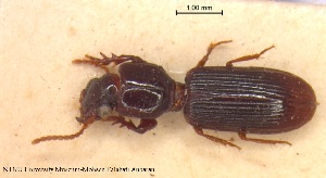  (Clivina laevifrons - BGE_00249_A01)  @11 [ ] Creative Commons  Attribution Non-Commercial Share-Alike (2024) NTNU University Museum, Department of Natural History NTNU University Museum, Department of Natural History