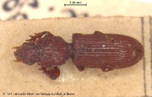  (Clivina ypsilon - BGE_00249_A02)  @11 [ ] Creative Commons  Attribution Non-Commercial Share-Alike (2024) NTNU University Museum, Department of Natural History NTNU University Museum, Department of Natural History