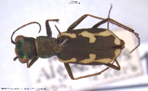  (Cylindera paludosa - BGE_00249_A06)  @11 [ ] Creative Commons  Attribution Non-Commercial Share-Alike (2024) NTNU University Museum, Department of Natural History NTNU University Museum, Department of Natural History