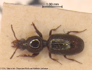  (Dyschirius apicalis - BGE_00249_B06)  @11 [ ] Creative Commons  Attribution Non-Commercial Share-Alike (2024) NTNU University Museum, Department of Natural History NTNU University Museum, Department of Natural History