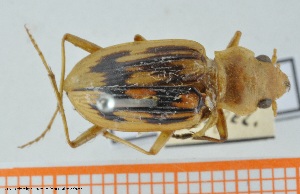  (Nebria complanata - BGE_00249_E02)  @11 [ ] Creative Commons  Attribution Non-Commercial Share-Alike (2024) NTNU University Museum, Department of Natural History NTNU University Museum, Department of Natural History