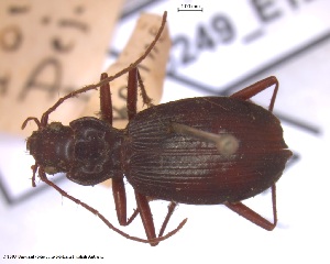  (Nebria lafresnayei - BGE_00249_E12)  @11 [ ] Creative Commons  Attribution Non-Commercial Share-Alike (2024) NTNU University Museum, Department of Natural History NTNU University Museum, Department of Natural History