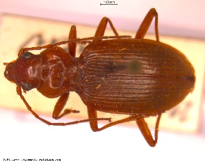  (Nebria psammodes - BGE_00249_F05)  @11 [ ] Creative Commons  Attribution Non-Commercial Share-Alike (2024) NTNU University Museum, Department of Natural History NTNU University Museum, Department of Natural History