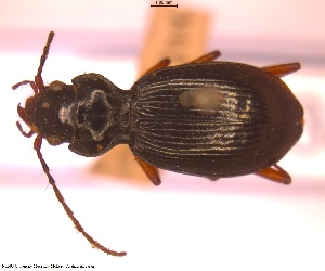  (Nebria reichii - BGE_00249_F06)  @11 [ ] Creative Commons  Attribution Non-Commercial Share-Alike (2024) NTNU University Museum, Department of Natural History NTNU University Museum, Department of Natural History