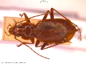  (Nebria schusteri - BGE_00249_F08)  @11 [ ] Creative Commons  Attribution Non-Commercial Share-Alike (2024) NTNU University Museum, Department of Natural History NTNU University Museum, Department of Natural History