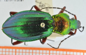  (Carabus auronitens festivus - BGE_00250_G02)  @11 [ ] Creative Commons  Attribution Non-Commercial Share-Alike (2024) NTNU University Museum, Department of Natural History NTNU University Museum, Department of Natural History