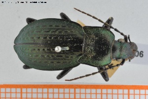  (Carabus vagans - BGE_00250_H06)  @11 [ ] Creative Commons  Attribution Non-Commercial Share-Alike (2024) NTNU University Museum, Department of Natural History NTNU University Museum, Department of Natural History