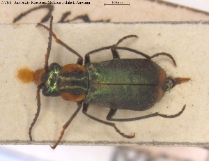  (Clanoptilus marginellus - BGE_00251_F03)  @11 [ ] Creative Commons  Attribution Non-Commercial Share-Alike (2024) NTNU University Museum, Department of Natural History NTNU University Museum, Department of Natural History