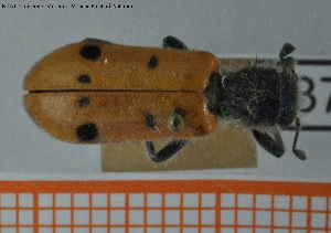  (Trichodes octopunctatus - BGE_00251_G03)  @11 [ ] Creative Commons  Attribution Non-Commercial Share-Alike (2024) NTNU University Museum, Department of Natural History NTNU University Museum, Department of Natural History