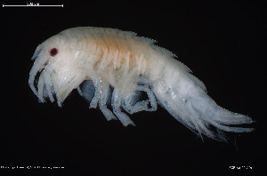  (Acanthonotozoma rusanovae - BGE_00255_A06)  @11 [ ] Creative Commons  Attribution Non-Commercial Share-Alike (2024) NTNU University Museum, Department of Natural History NTNU University Museum, Department of Natural History