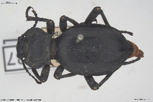  ( - BGE_00813_A01)  @11 [ ] Creative Commons  Attribution Non-Commercial Share-Alike (2025) NTNU University Museum, Department of Natural History NTNU University Museum, Department of Natural History