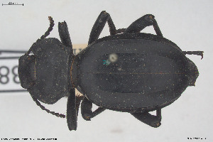  ( - BGE_00813_A02)  @11 [ ] Creative Commons  Attribution Non-Commercial Share-Alike (2025) NTNU University Museum, Department of Natural History NTNU University Museum, Department of Natural History