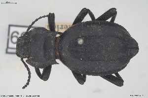  (Akis spinosa - BGE_00813_A03)  @11 [ ] Creative Commons  Attribution Non-Commercial Share-Alike (2025) NTNU University Museum, Department of Natural History NTNU University Museum, Department of Natural History