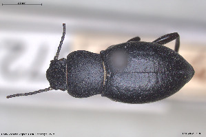  ( - BGE_00813_A06)  @11 [ ] Creative Commons  Attribution Non-Commercial Share-Alike (2025) NTNU University Museum, Department of Natural History NTNU University Museum, Department of Natural History