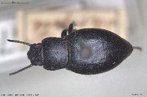  ( - BGE_00813_A07)  @11 [ ] Creative Commons  Attribution Non-Commercial Share-Alike (2025) NTNU University Museum, Department of Natural History NTNU University Museum, Department of Natural History