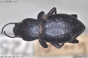  ( - BGE_00813_A10)  @11 [ ] Creative Commons  Attribution Non-Commercial Share-Alike (2025) NTNU University Museum, Department of Natural History NTNU University Museum, Department of Natural History