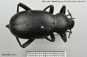  ( - BGE_00813_B08)  @11 [ ] Creative Commons  Attribution Non-Commercial Share-Alike (2025) NTNU University Museum, Department of Natural History NTNU University Museum, Department of Natural History