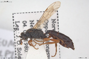  (Ichneumon subalpinus - BGE_00813_C04)  @11 [ ] Creative Commons  Attribution Non-Commercial Share-Alike (2025) NTNU University Museum, Department of Natural History NTNU University Museum, Department of Natural History