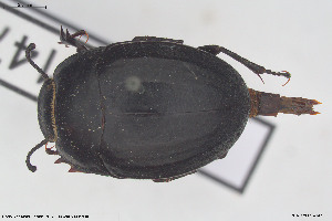  (Erodius lusitanicus - BGE_00813_C07)  @11 [ ] Creative Commons  Attribution Non-Commercial Share-Alike (2025) NTNU University Museum, Department of Natural History NTNU University Museum, Department of Natural History