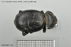  ( - BGE_00813_D07)  @11 [ ] Creative Commons  Attribution Non-Commercial Share-Alike (2025) NTNU University Museum, Department of Natural History NTNU University Museum, Department of Natural History