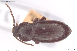  ( - BGE_00813_D08)  @11 [ ] Creative Commons  Attribution Non-Commercial Share-Alike (2025) NTNU University Museum, Department of Natural History NTNU University Museum, Department of Natural History