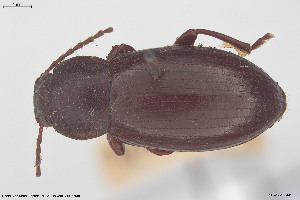  ( - BGE_00813_D09)  @11 [ ] Creative Commons  Attribution Non-Commercial Share-Alike (2025) NTNU University Museum, Department of Natural History NTNU University Museum, Department of Natural History