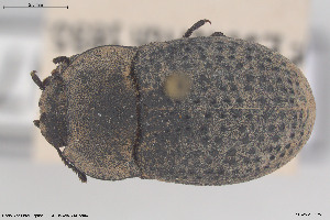  ( - BGE_00813_E09)  @11 [ ] Creative Commons  Attribution Non-Commercial Share-Alike (2025) NTNU University Museum, Department of Natural History NTNU University Museum, Department of Natural History