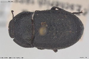  (Opatrum geminatum - BGE_00813_E10)  @11 [ ] Creative Commons  Attribution Non-Commercial Share-Alike (2025) NTNU University Museum, Department of Natural History NTNU University Museum, Department of Natural History