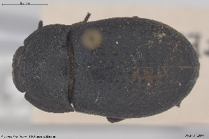  ( - BGE_00813_E11)  @11 [ ] Creative Commons  Attribution Non-Commercial Share-Alike (2025) NTNU University Museum, Department of Natural History NTNU University Museum, Department of Natural History