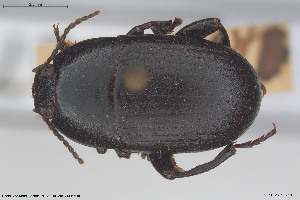  ( - BGE_00813_F01)  @11 [ ] Creative Commons  Attribution Non-Commercial Share-Alike (2025) NTNU University Museum, Department of Natural History NTNU University Museum, Department of Natural History