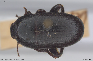  ( - BGE_00813_F02)  @11 [ ] Creative Commons  Attribution Non-Commercial Share-Alike (2025) NTNU University Museum, Department of Natural History NTNU University Museum, Department of Natural History