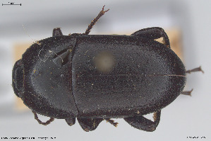  ( - BGE_00813_F03)  @11 [ ] Creative Commons  Attribution Non-Commercial Share-Alike (2025) NTNU University Museum, Department of Natural History NTNU University Museum, Department of Natural History