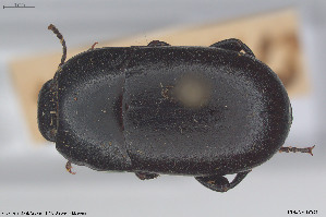  ( - BGE_00813_F04)  @11 [ ] Creative Commons  Attribution Non-Commercial Share-Alike (2025) NTNU University Museum, Department of Natural History NTNU University Museum, Department of Natural History