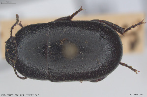  (Pedinus schaumii - BGE_00813_F05)  @11 [ ] Creative Commons  Attribution Non-Commercial Share-Alike (2025) NTNU University Museum, Department of Natural History NTNU University Museum, Department of Natural History