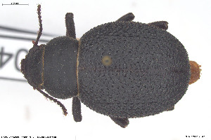  (Pimelia capito - BGE_00813_F06)  @11 [ ] Creative Commons  Attribution Non-Commercial Share-Alike (2025) NTNU University Museum, Department of Natural History NTNU University Museum, Department of Natural History