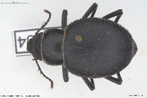  (Pimelia cephalotes - BGE_00813_F09)  @11 [ ] Creative Commons  Attribution Non-Commercial Share-Alike (2025) NTNU University Museum, Department of Natural History NTNU University Museum, Department of Natural History